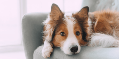 Quel animal êtes-vous au travail ? Faites le test !